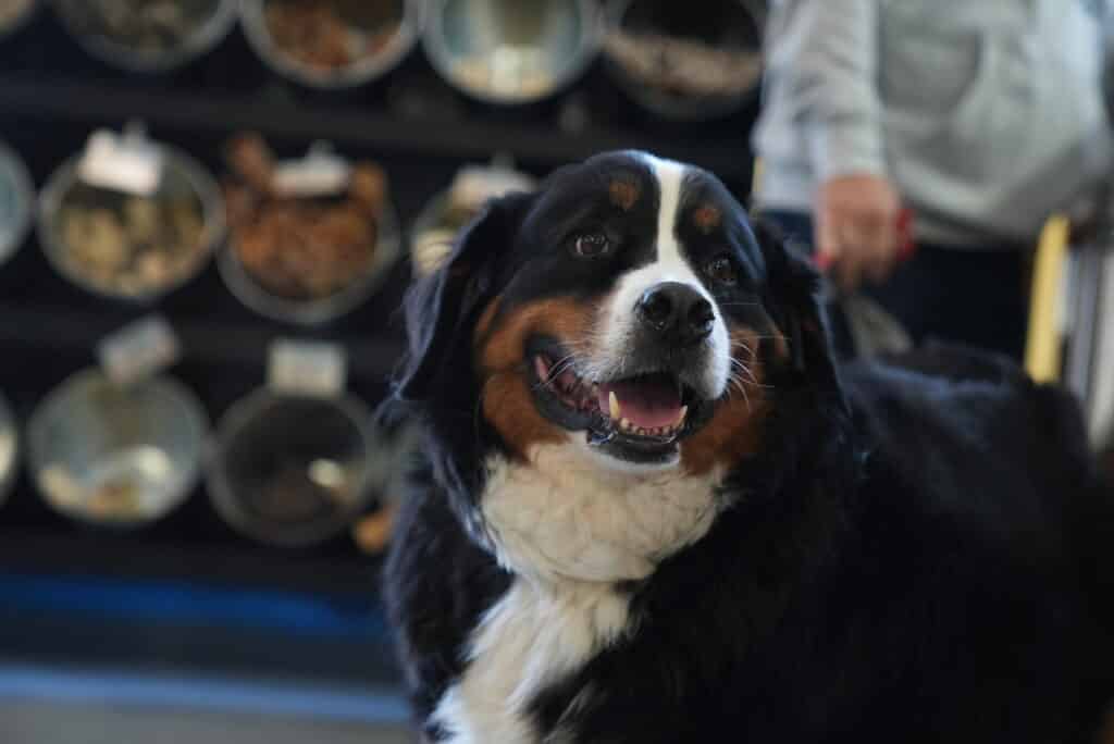 When Should My Puppy Get Their First Groom?