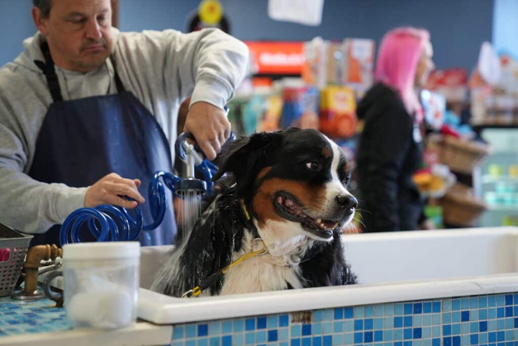 Top Tips for Preparing Your Dog for Their First Wash