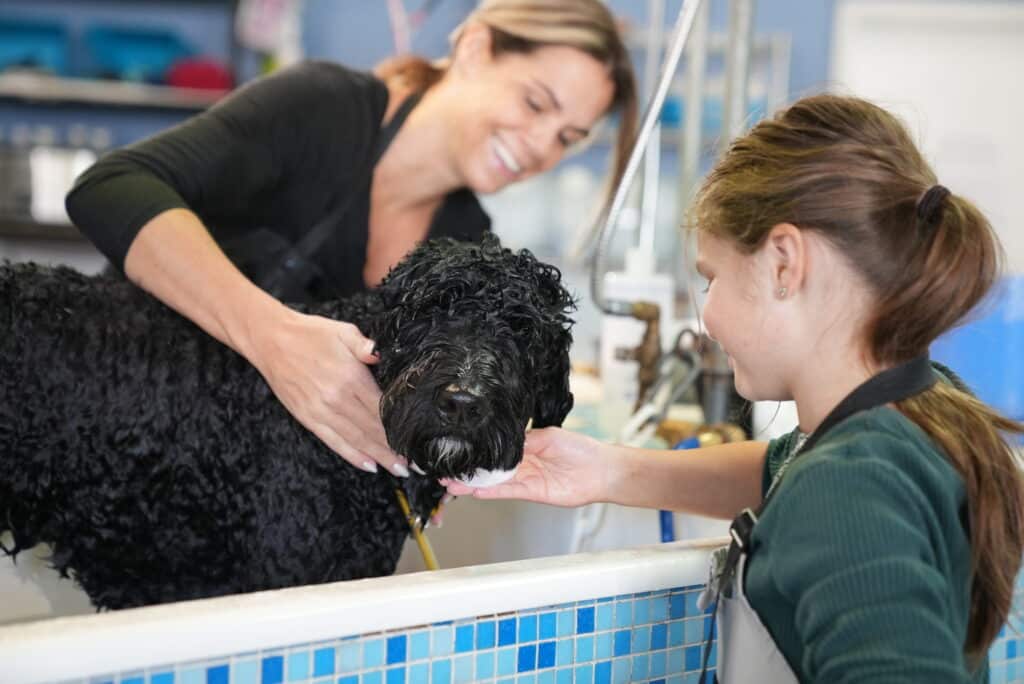 The Importance of Regular Dog Washes for Your Pet’s Health